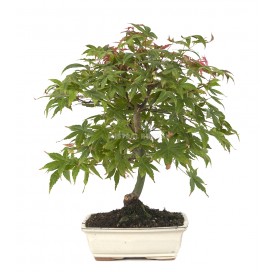 Acer palmatum deshojo....