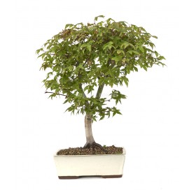 Acer palmatum deshojo....