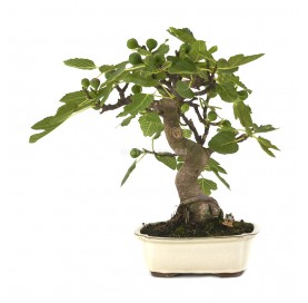 Exclusive bonsai Ficus...