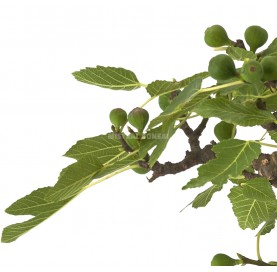 Bonsái exclusivo Ficus carica 17 años. Higuera