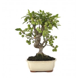 Exclusive bonsai Malus sp....