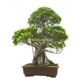 Bonsai Specimen Ficus...