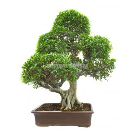 Bonsai Specimen Ficus...