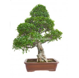 Bonsai Specimen Ficus...
