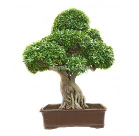 Bonsai Specimen Ficus...