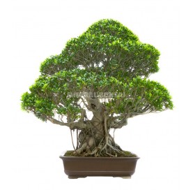 Bonsai Specimen Ficus...