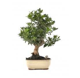 Bonsaï exclusif Citrus...