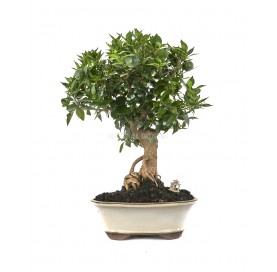Bonsaï exclusif Citrus...
