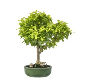 Exclusive bonsai Durantha...