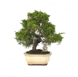 Exklusive Bonsai Juniperus...