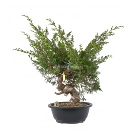 Bonsaï exclusif Juniperus...
