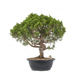 Exclusive bonsai Juniperus...