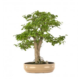 Bonsaï exclusif Ligustrum...