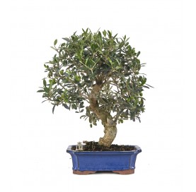 Exclusive bonsai Olea...