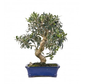 Exklusive Bonsai Olea...