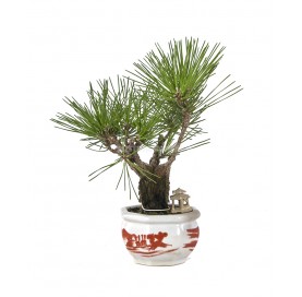 Exclusive bonsai Pinus...