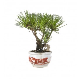 Exclusive bonsai Pinus...