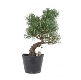 Exclusive bonsai Pinus...
