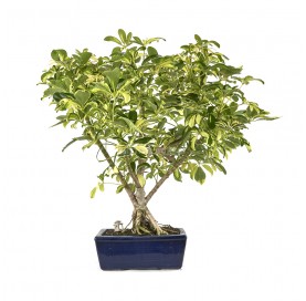 Exclusive bonsai Schefflera...