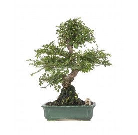 Exklusive Bonsai Ulmus parvifolia 21 Jahre. Chinesische Ulme.