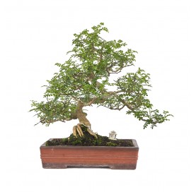 Bonsaï exclusif Zanthoxylum...