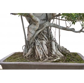 Bonsái Ejemplar Ficus microcarpa. Moyogi. Ficus