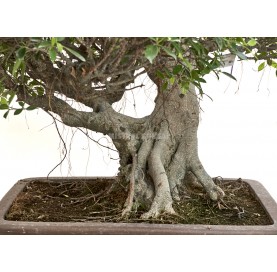 Bonsái Ejemplar Ficus retusa. Moyogi. Ficus