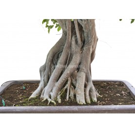 Bonsái Ejemplar Ficus retusa. Ficus tropical