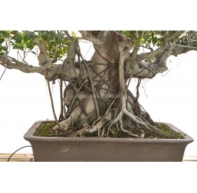 Bonsái Ejemplar Ficus microcarpa. Ficus tropical