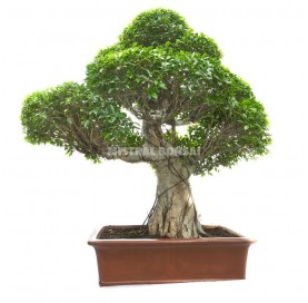 Bonsai Specimen Ficus...