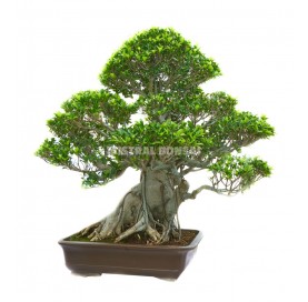 Bonsai Specimen Ficus...