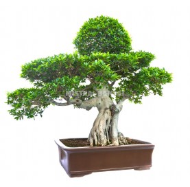 Bonsai Specimen Ficus...