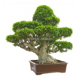Bonsai Specimen Ficus...
