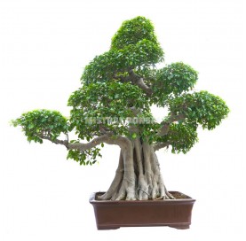 Bonsai Specimen Ficus...