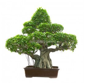 Bonsai Specimen Ficus...
