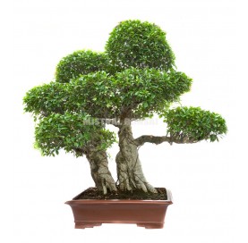 Bonsai Specimen Ficus...