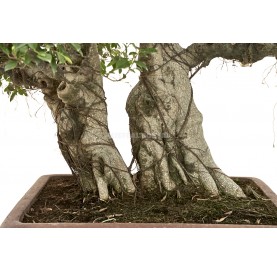 Bonsaï exemplaire Ficus retusa. Sokan. Ficus
