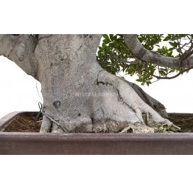 Bonsái Ejemplar Ficus microcarpa. Moyogi. Ficus