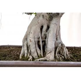Bonsái Ejemplar Ficus microcarpa. Moyogi. Ficus