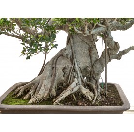 Bonsái Ejemplar Ficus microcarpa. Moyogi. Ficus