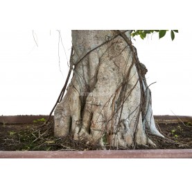Bonsái Ejemplar Ficus retusa. Moyogi. Ficus