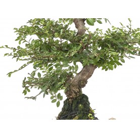 Exklusive Bonsai Ulmus parvifolia 21 Jahre. Chinesische Ulme.