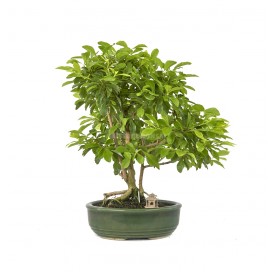 Exklusive Bonsai Durantha...