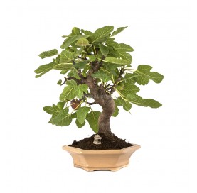 Exclusive bonsai Ficus...