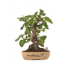 Exclusive bonsai Ficus...