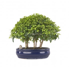Exclusive bonsai Ligustrum...