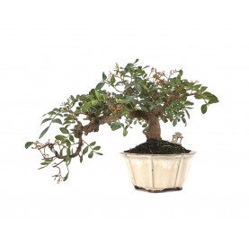Exklusive Bonsai Pistacia...