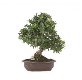 Bonsaï exclusif Pyracantha...