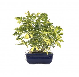Exclusive bonsai Schefflera...