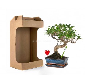Love roots Kit. Ficus...